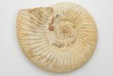 Jurassic Ammonite (Perisphinctes) Fossil - Madagascar #203906-1